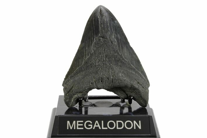 Fossil Megalodon Tooth - South Carolina #374092